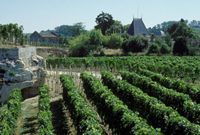 Château Ausone Grand Cru Classé Saint-Emilion